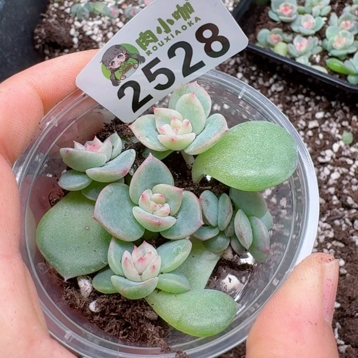 多肉植物多肉植物