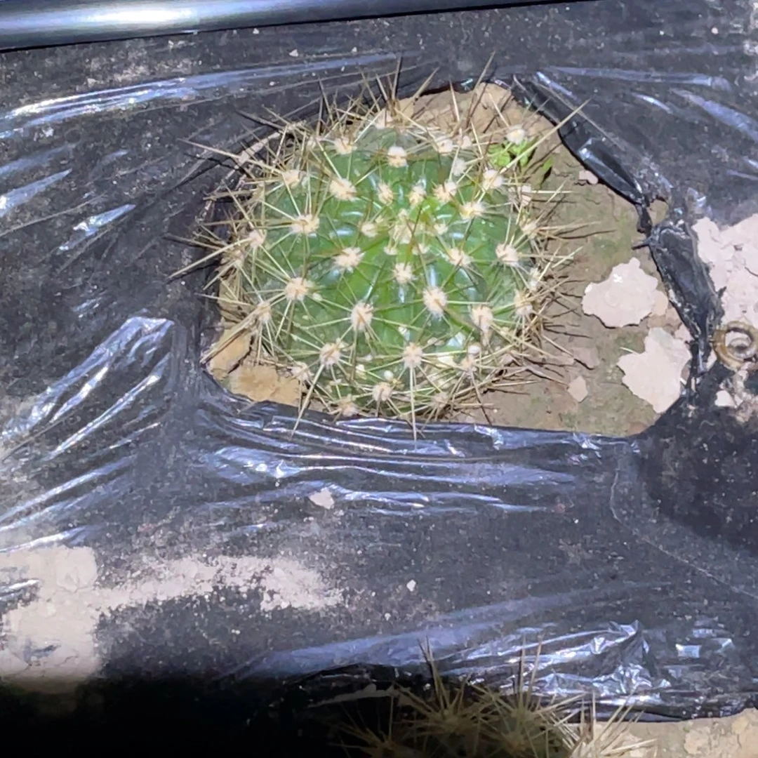 飞***舞清21 晒伤 瑕疵脱土脱盆摘花满20包邮