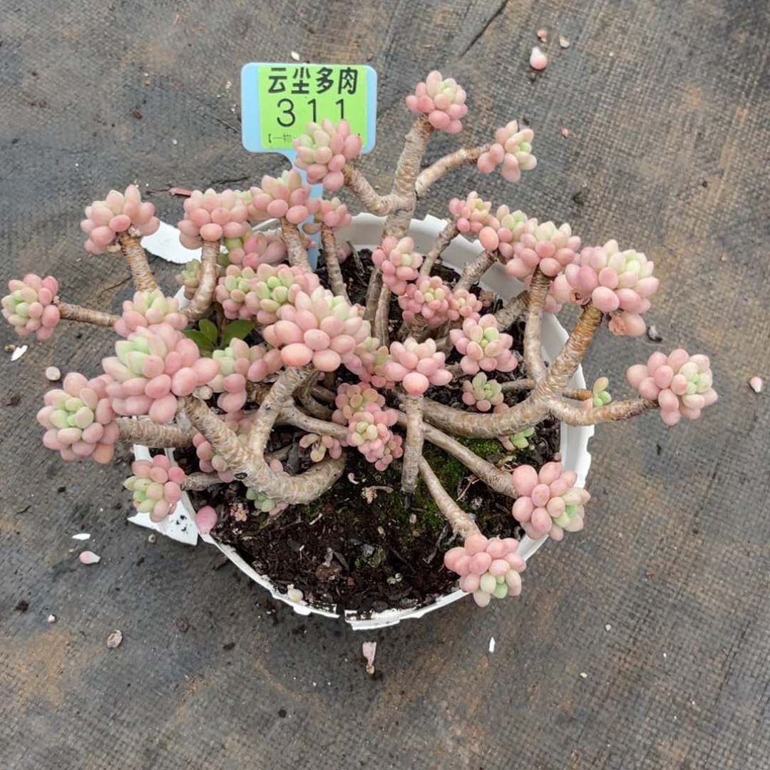 云尘多肉一物一拍311