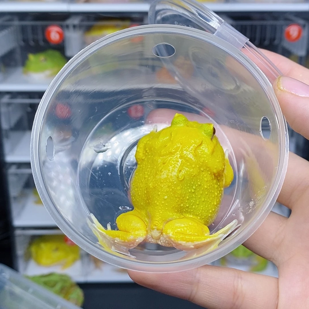 角蛙蛋黄南美角蛙