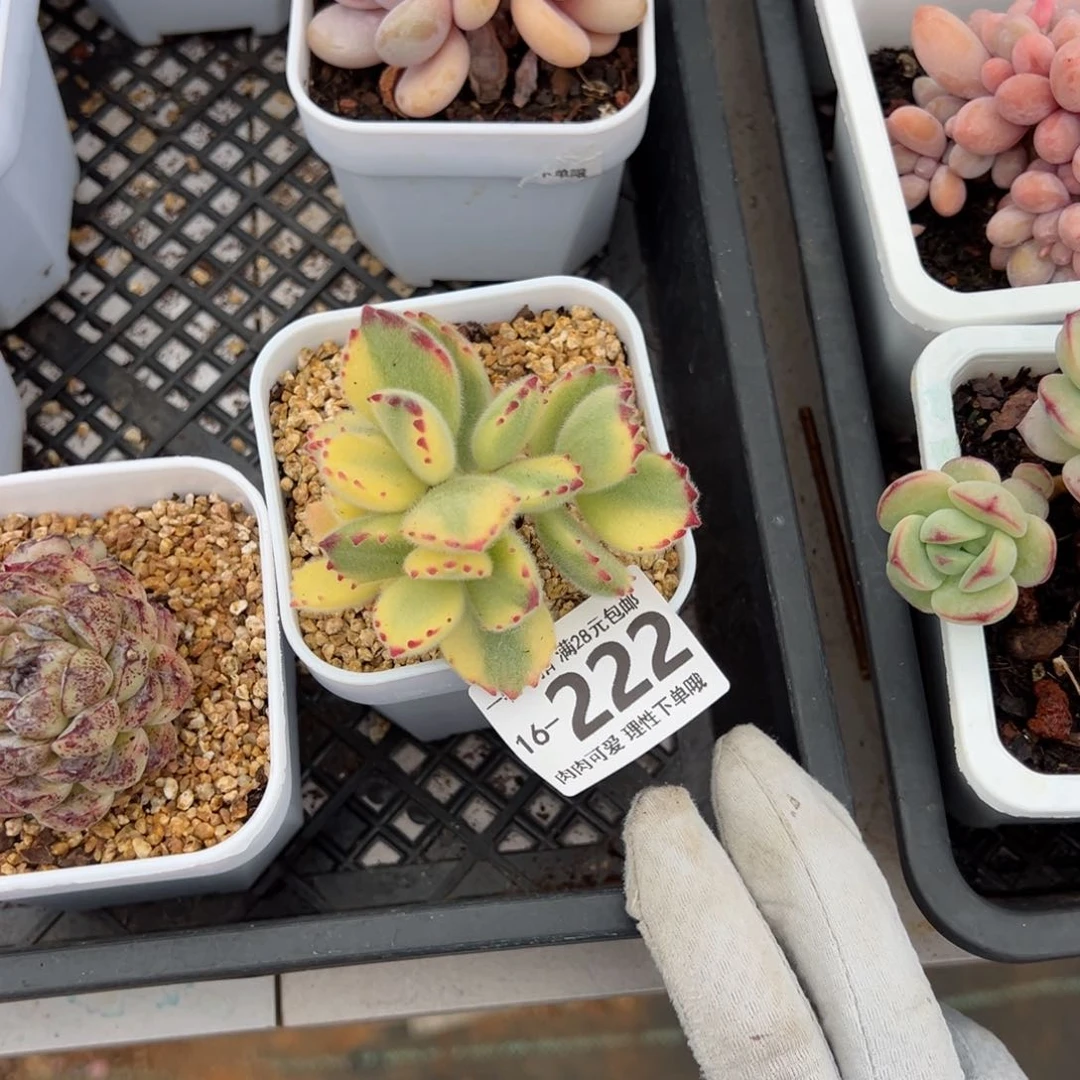 白熊多肉多肉多肉多肉