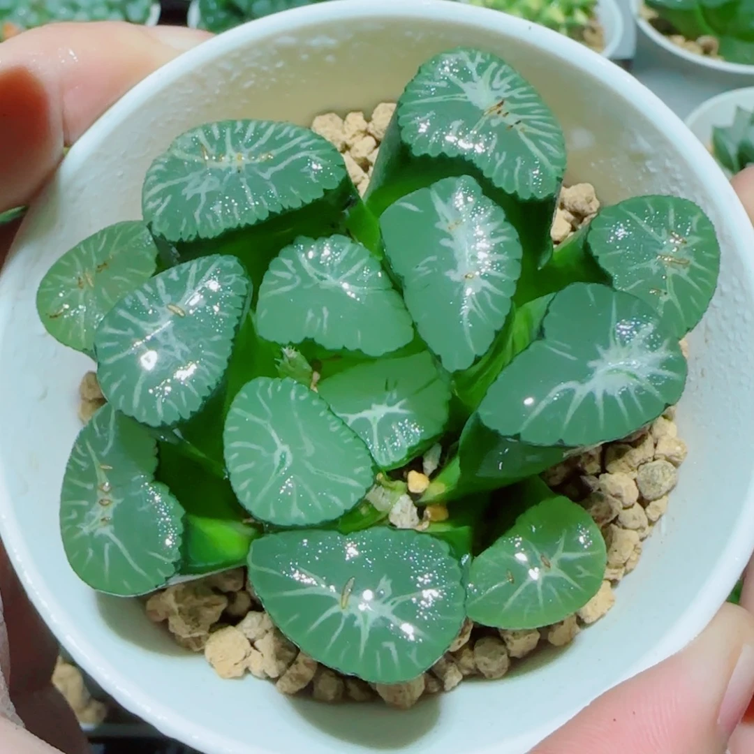 雪国大万象多肉植物