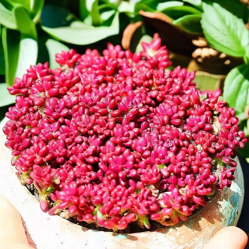 【满9.9包邮】紫米粒6.5cm盆多肉植物以直播间展示为准