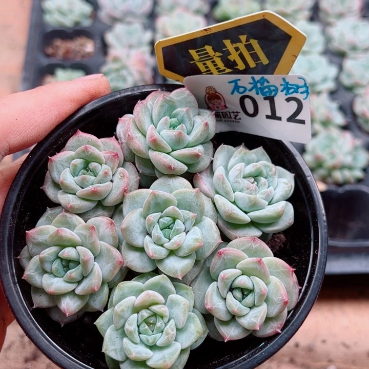 多肉植物多肉植物