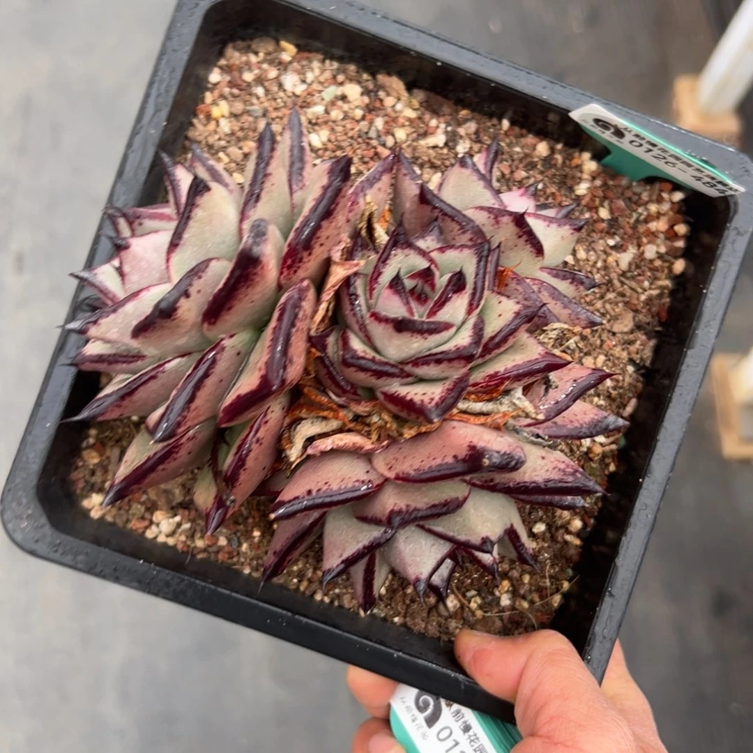 多肉一物一拍0126-484