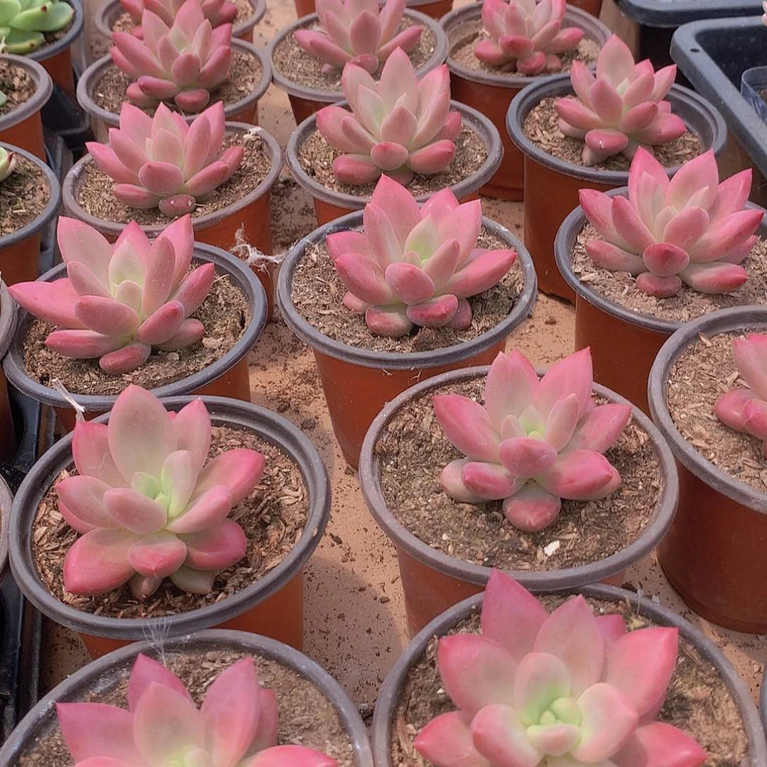 赫菲斯托23567789999000