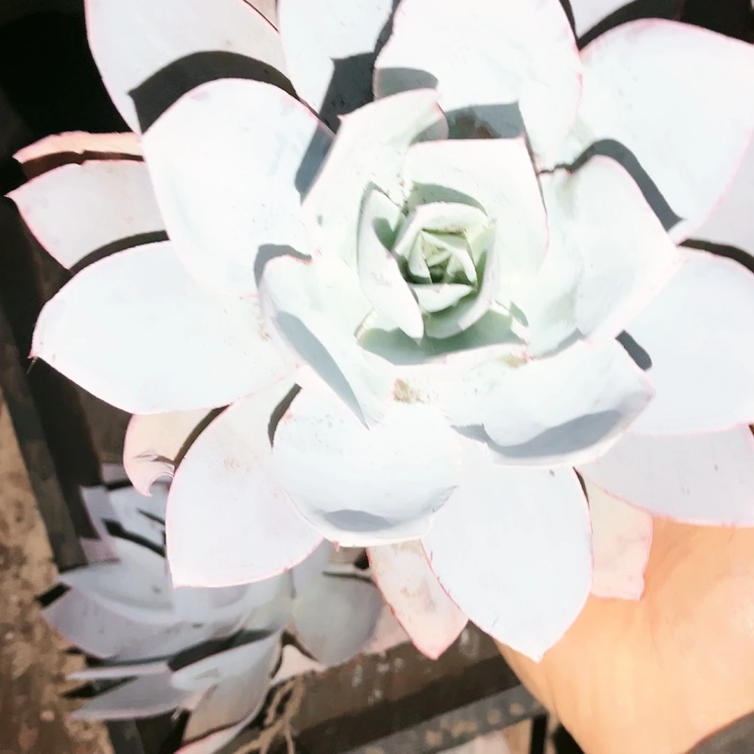 广寒宫10.99多肉植物