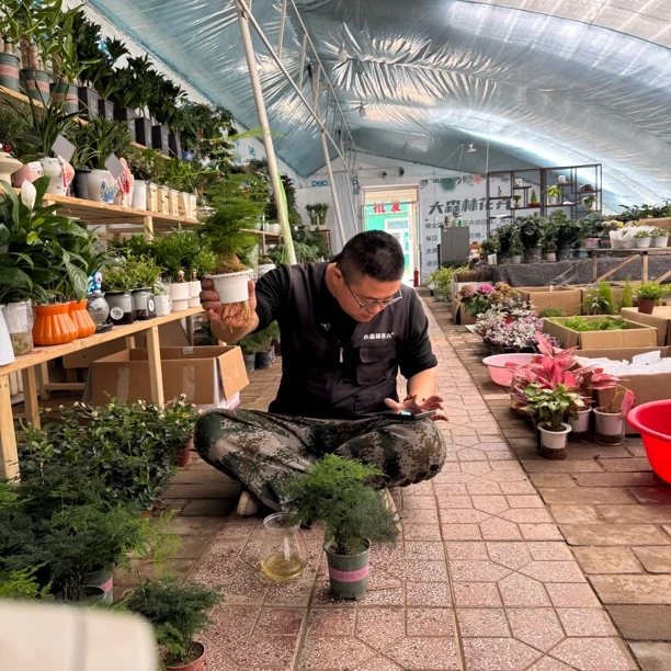 水培文竹1盆好养