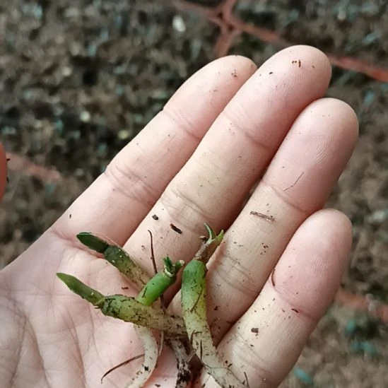 梦***9无花朵特色花卉君子兰小苗君