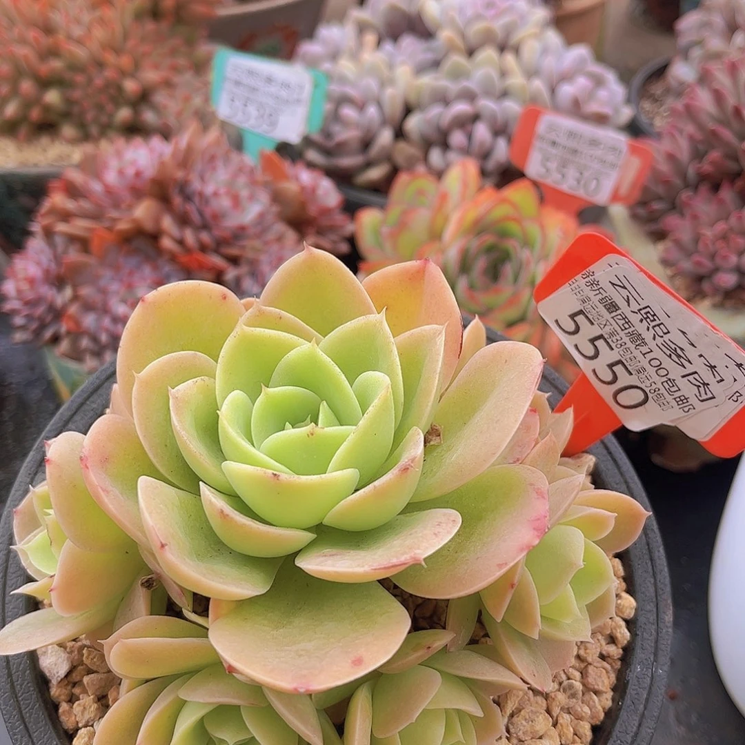 5550星娜塔多肉植物