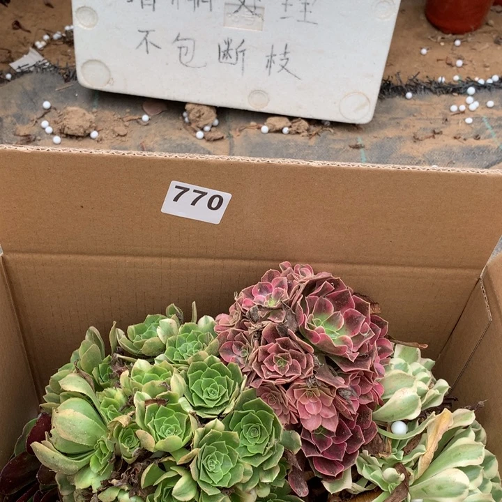 770四颗法师多肉