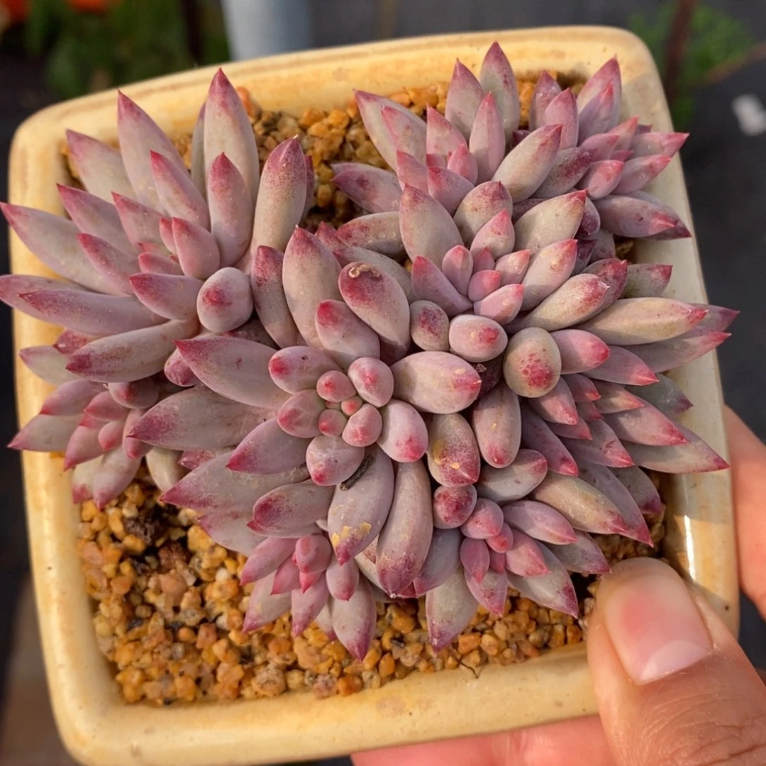 流沙虞10头一物一拍