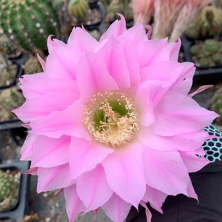 3130 实生彩草带盆土发货