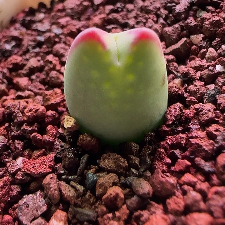 开播福利来啦。     607