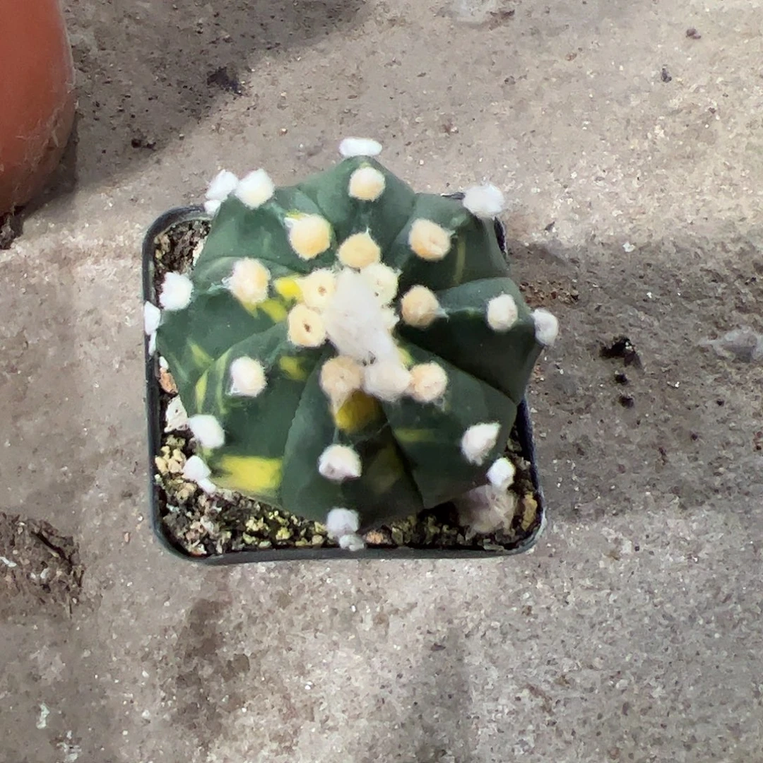 奕***6实生兜锦一物一拍