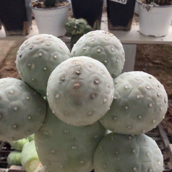 小***胖无花朵424落地一窝鸡蛋习