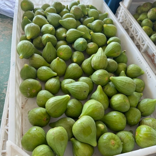 威海青皮无花果现摘现发纯甜无酸