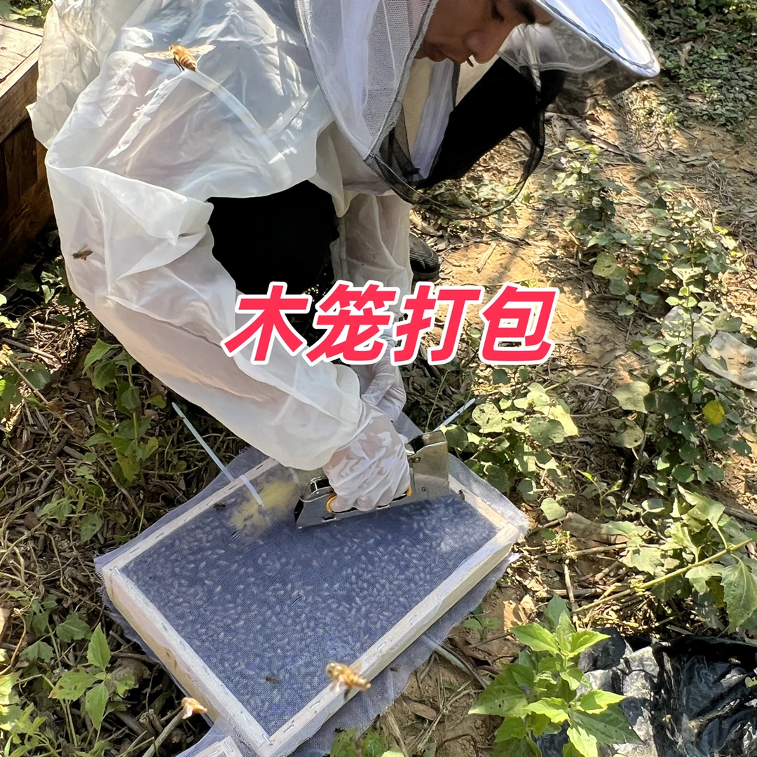 带王蜂群笼蜂中蜂蜂中蜂蜂群蜜蜂群活体种产卵新中蜂蜂王种王出售