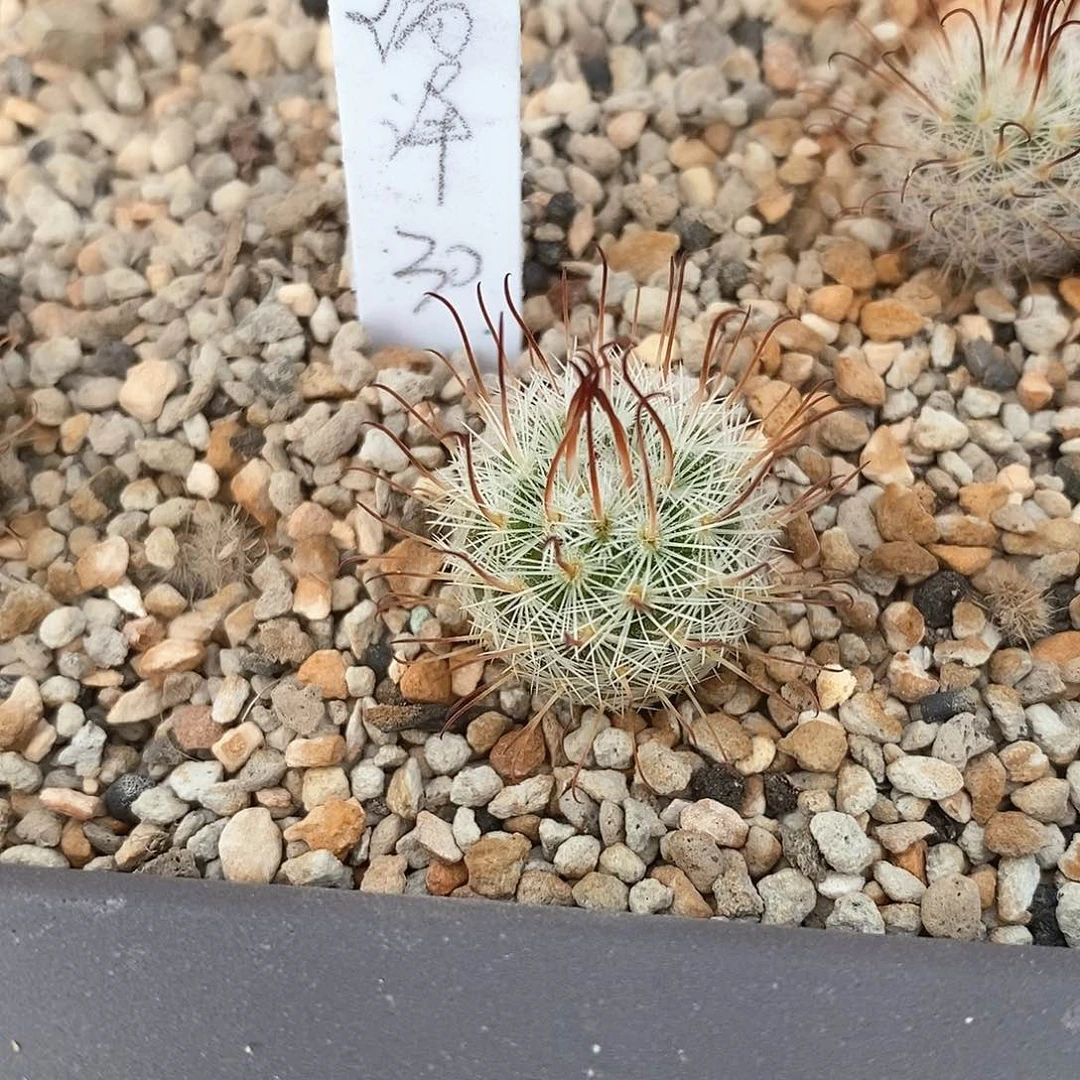 瑞*土土土花花花花花花花花