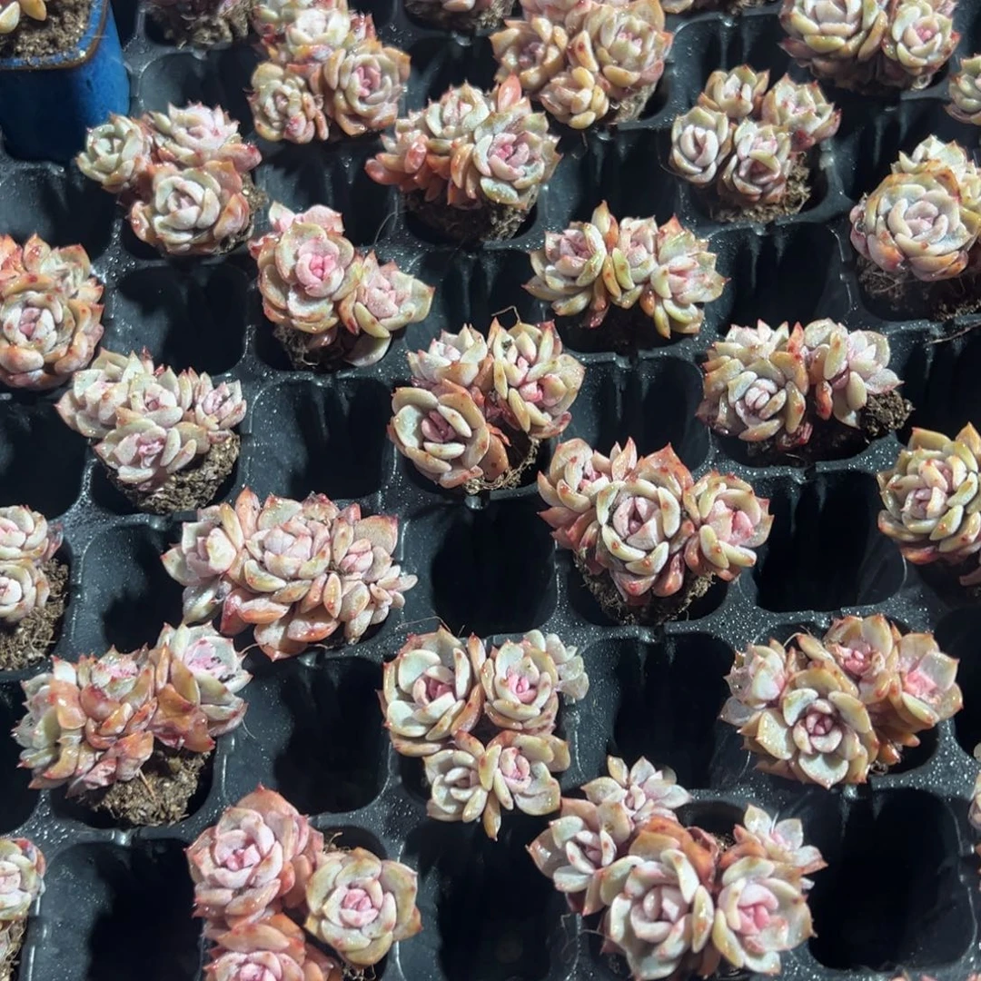 糖心夜莺小群带腿 到手1颗 量拍多肉满18包邮