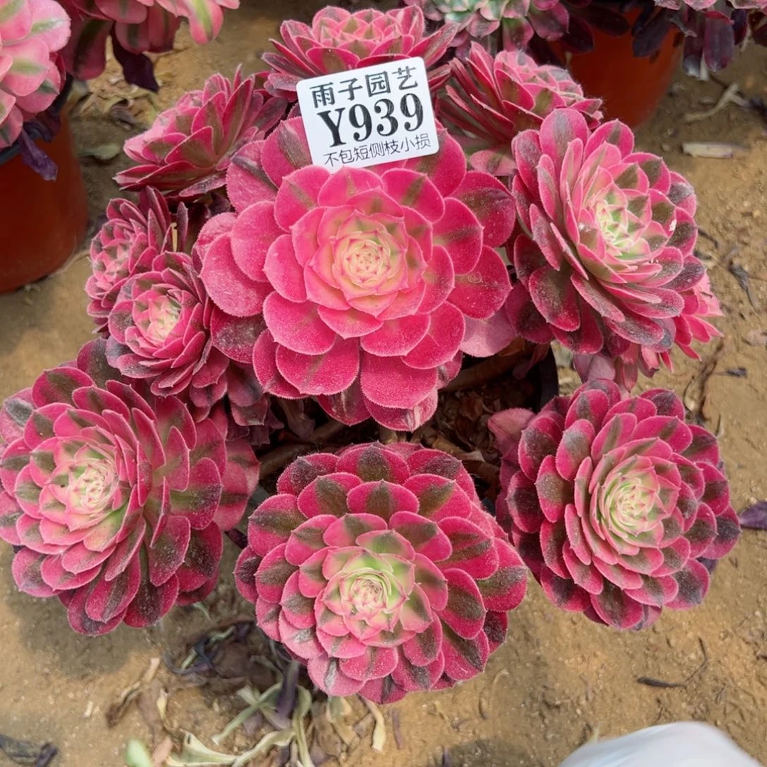 939荔枝尺寸20左右追光特价