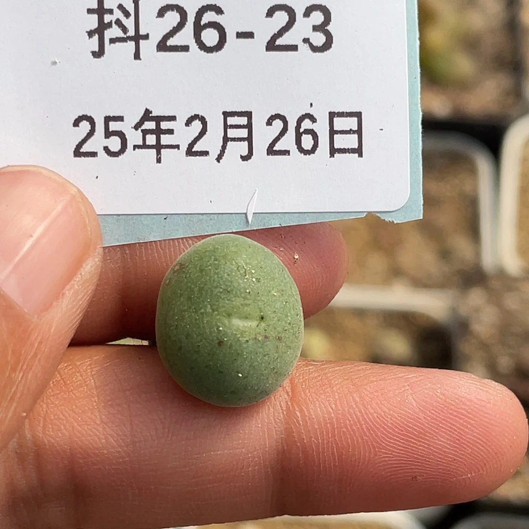 26-23波斯地毯多肉植物