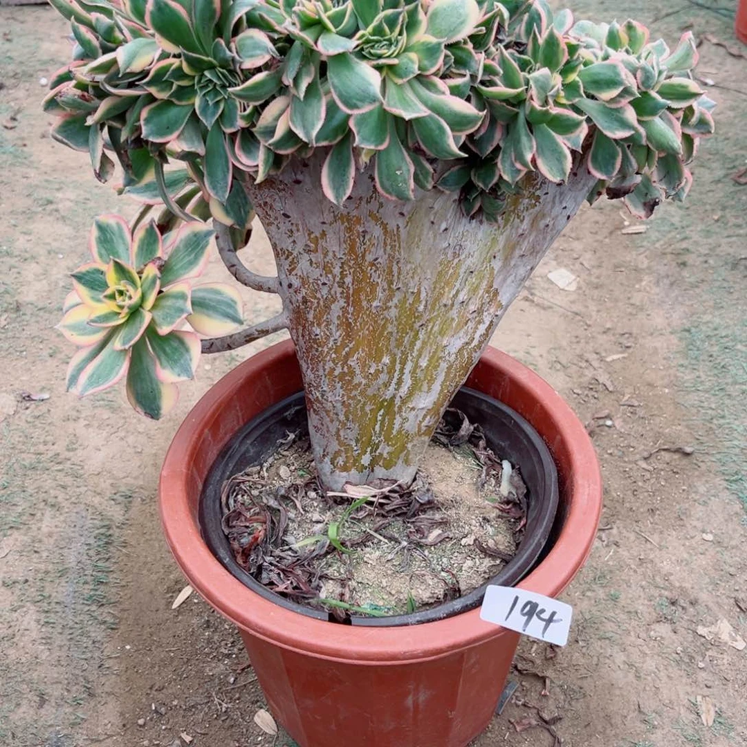 䲜***䲜194灿烂法师多肉植物