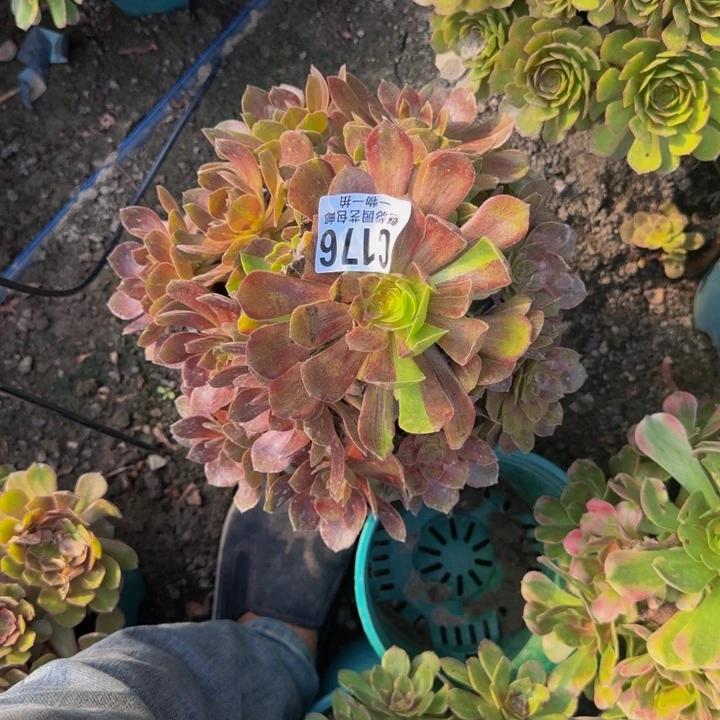 塘沽拉丝花30-21包邮花花