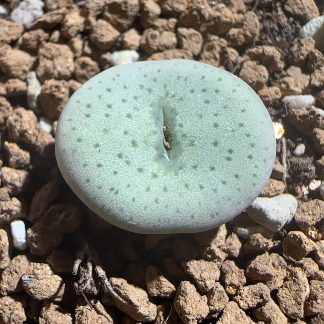 肉锥多肉植物组合-杂交粉大饼380