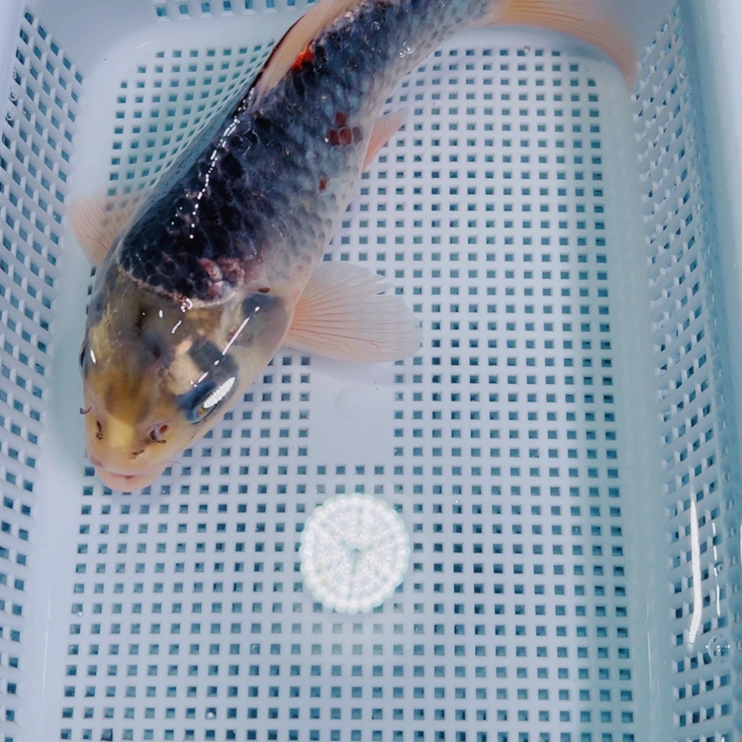 锦鲤锦鲤冷水鱼观赏140