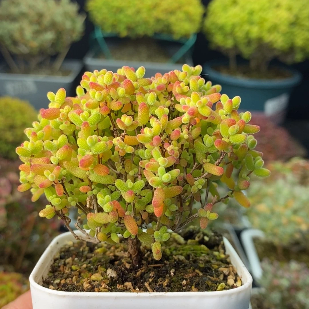 1307蜜橘糖球 。
