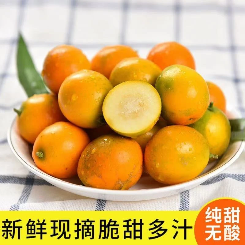 「纯甜」精选广西小金桔脆甜爽口无籽滑皮新鲜水果现摘现发