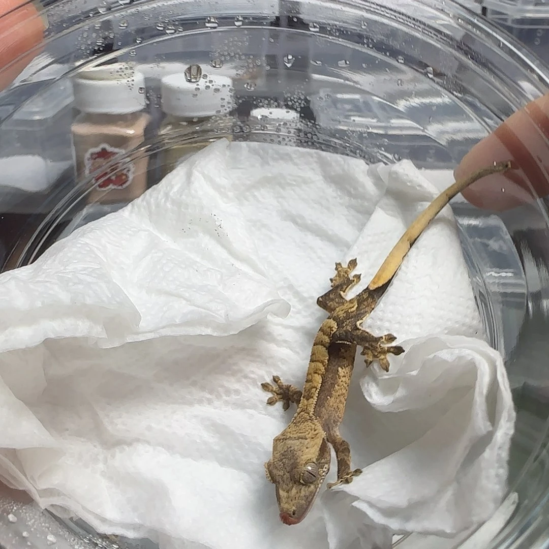 睫角守宫睫角守宫幼