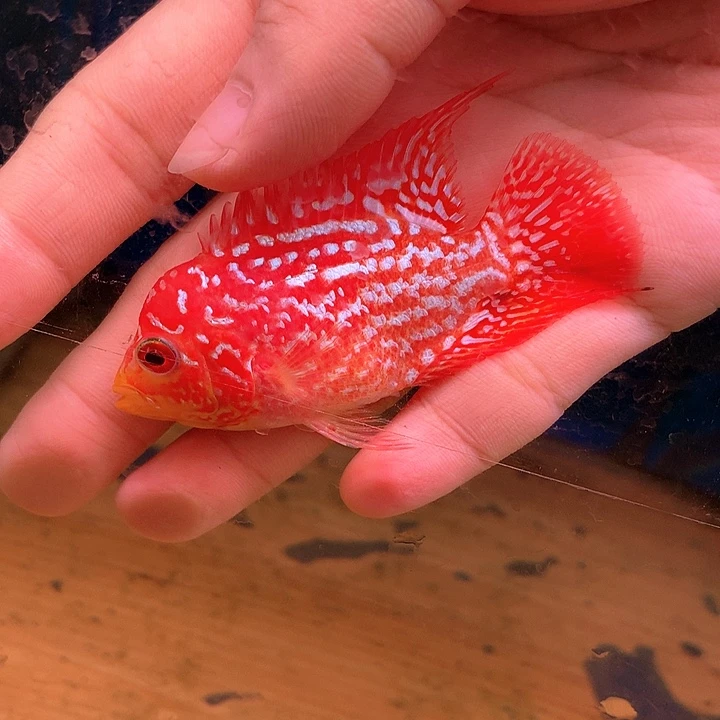 闹***玩罗汉鱼火凤88888888888