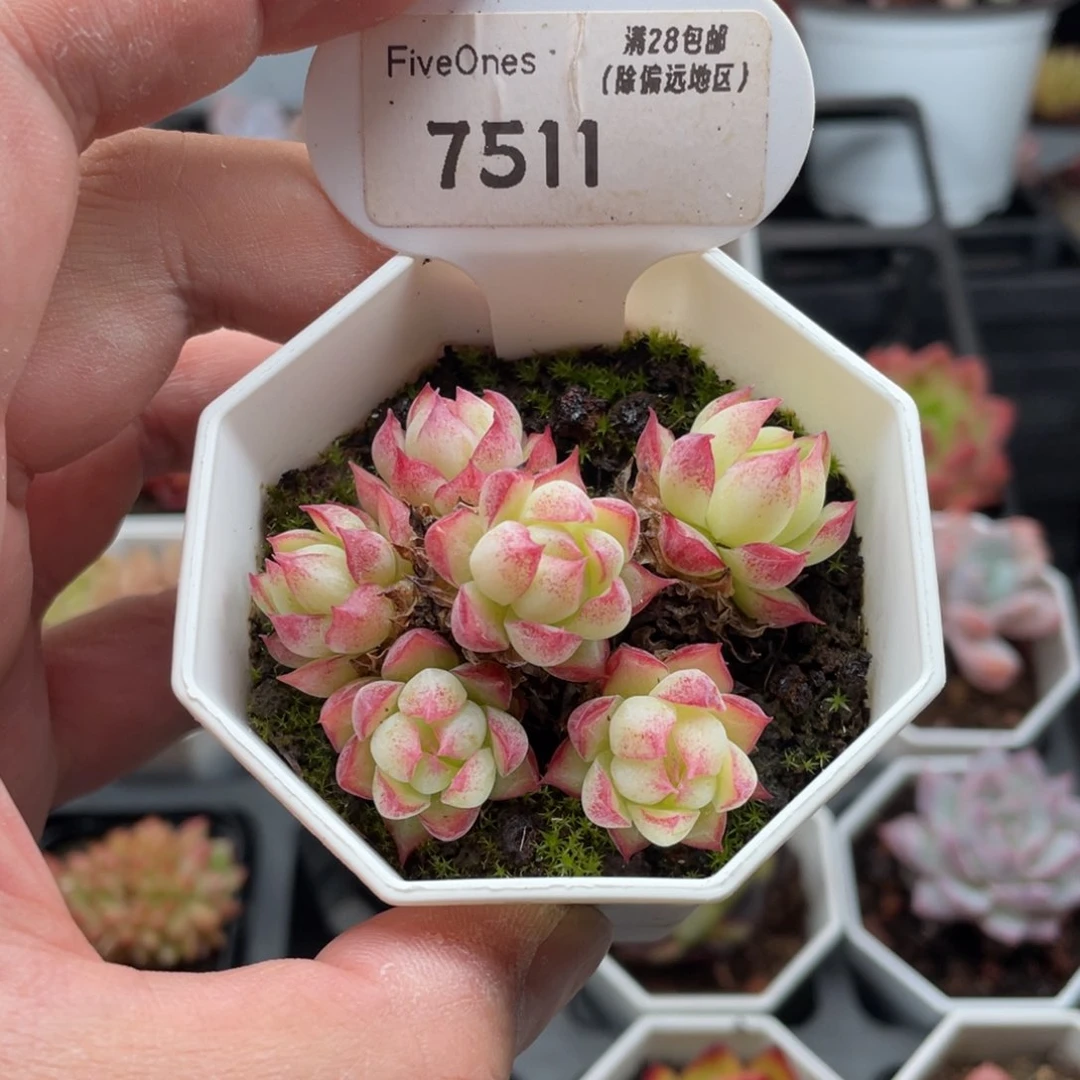 岁***啊女王群7511-5.5厘米