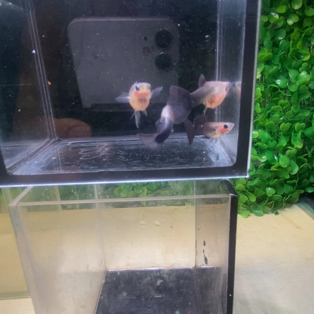 孔雀鱼蓝礼服玻璃猫两对