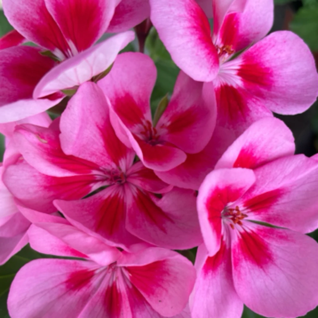 贵妃飞溅系列天竺葵品种