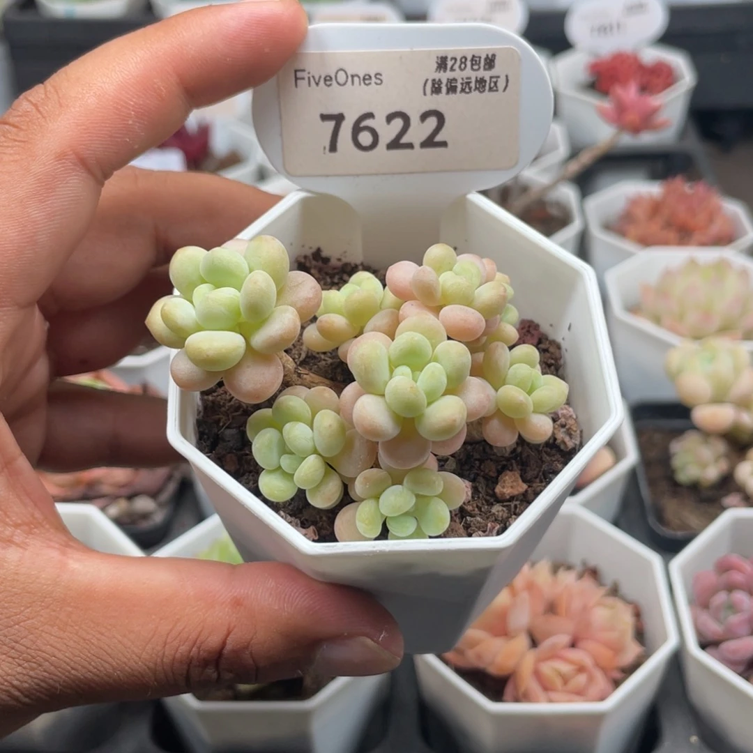 7622鱼子酱5.0厘米