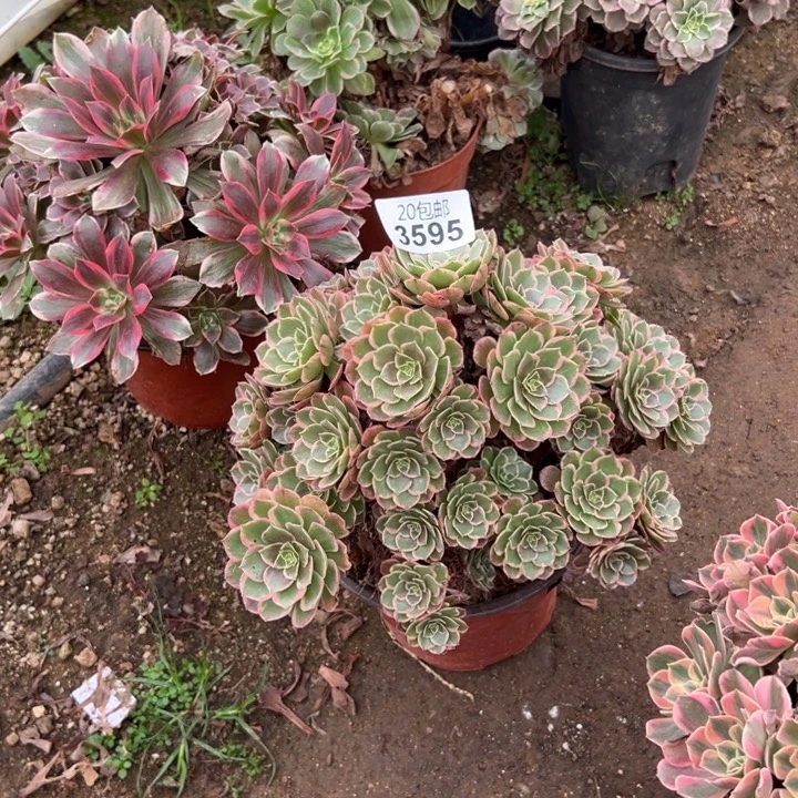多肉植物3595种植物