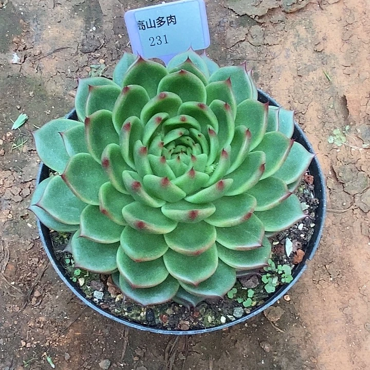 小***遥D231- 直播福利 东云叠叶