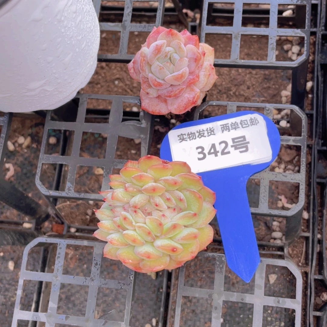 342号 石化新品加缀化