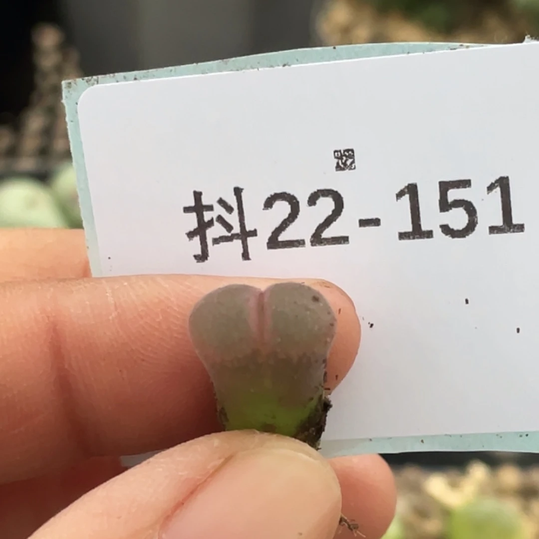 桔***贝22-151肉锥多肉植物