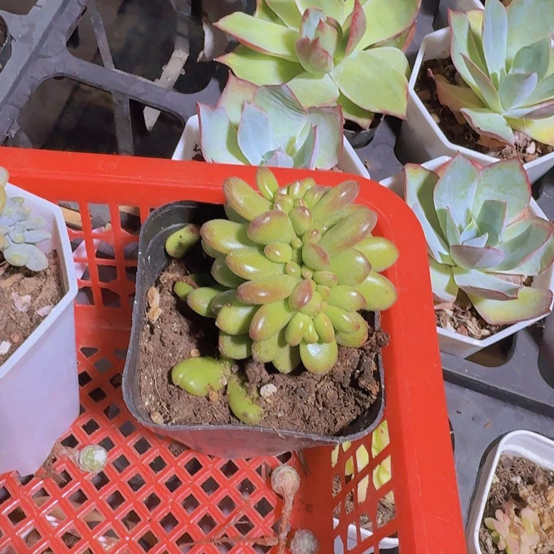 糖***心精品缀化多肉植物