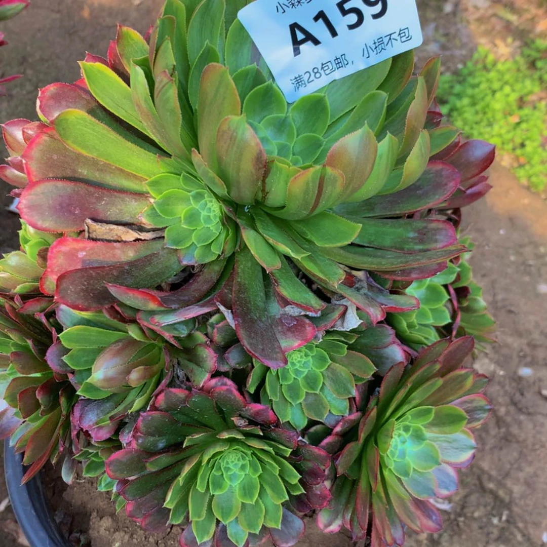 【闪购商品】159嘉年华多肉