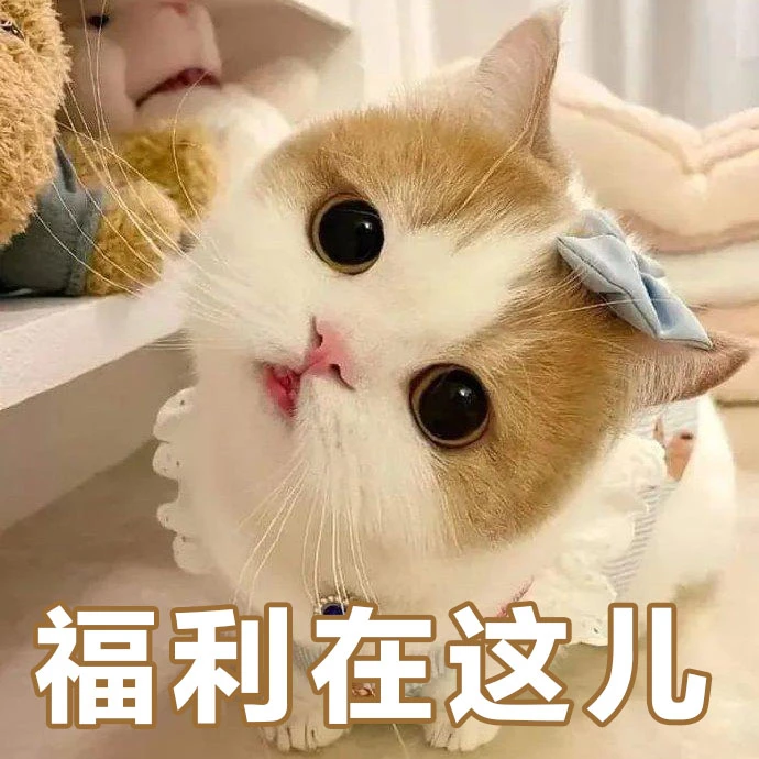 漏撕家的猫咪冻干罐头