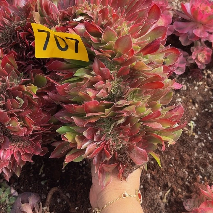 多肉植物福利707