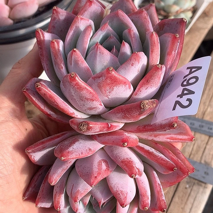 祖母绿双头 有瑕疵A942号