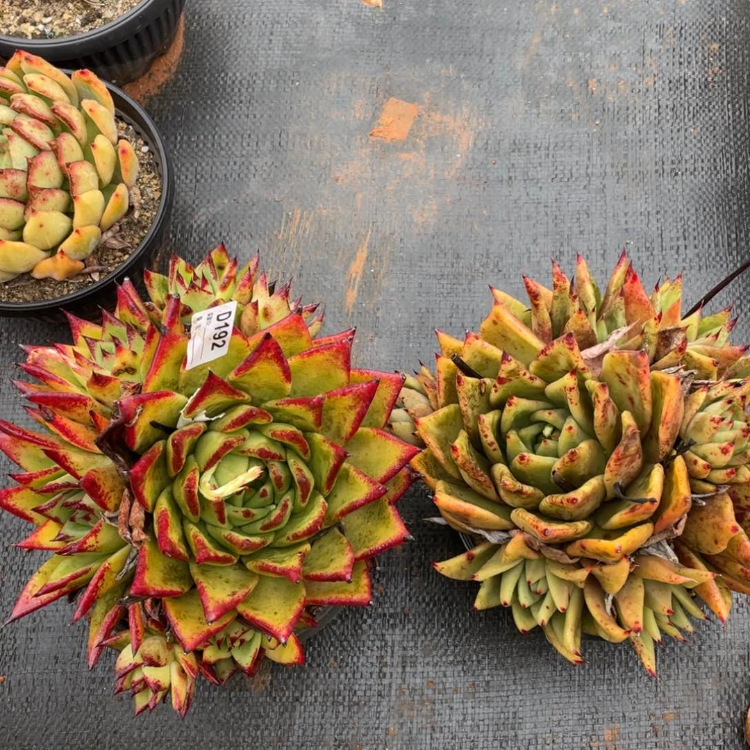 无花朵若如东云组拍B192