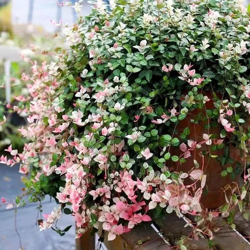 花叶络石彩叶植物室内外阳台耐寒耐旱垂吊攀爬净化空气好养活