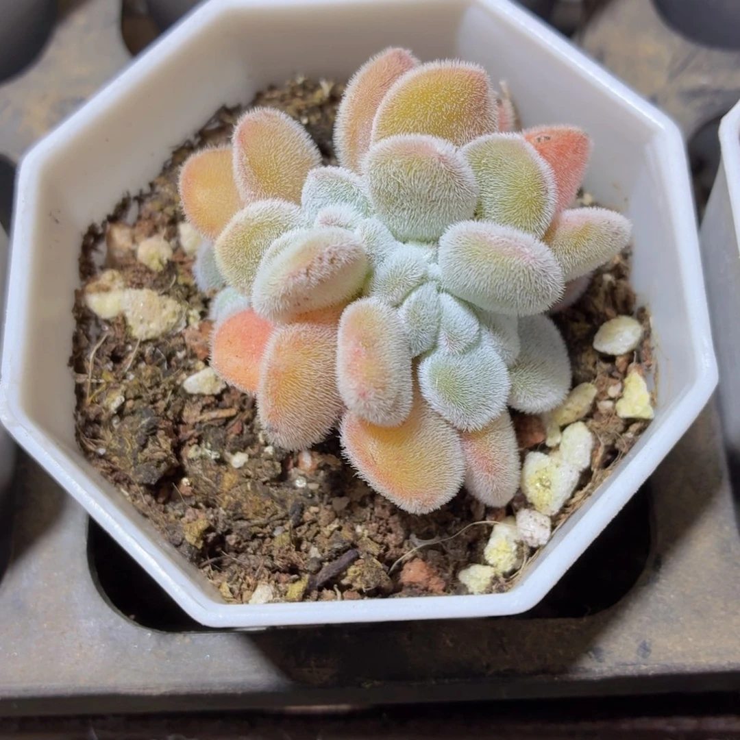 雪晃星缀化多肉9.9包邮发货